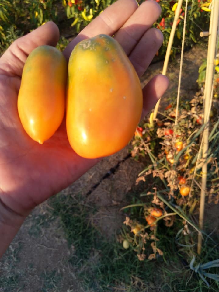 Tomates ecológicos en Madrid. Tomate naranja ruso