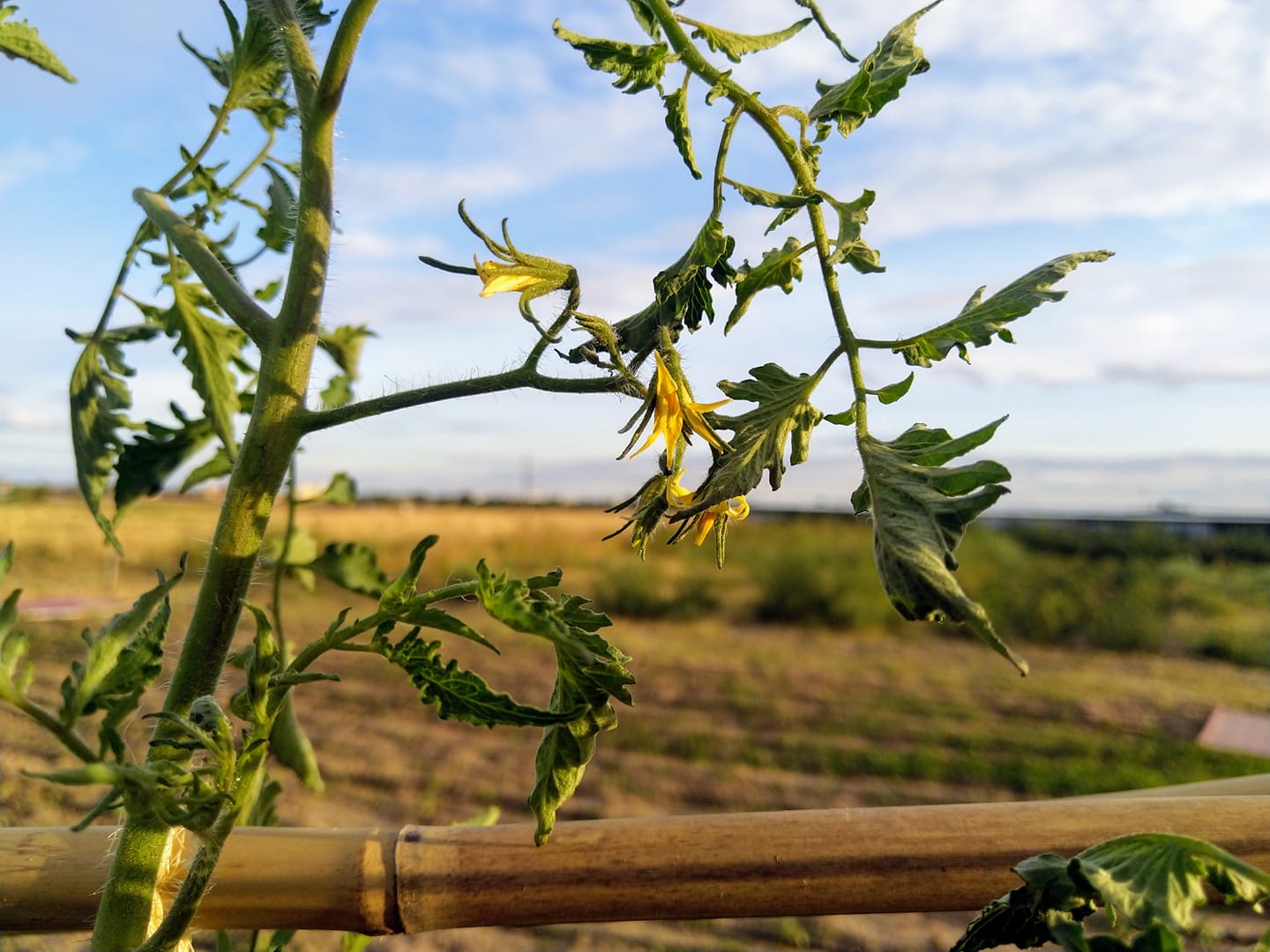 Flor de tomate naranja ruso