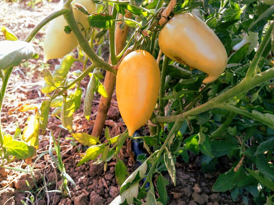 tomate crema en la mata