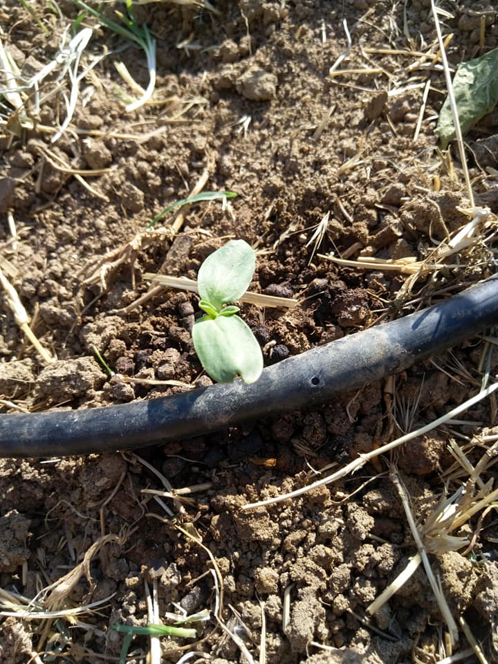 Huerta agroecológica en Madrid Bebé girasol