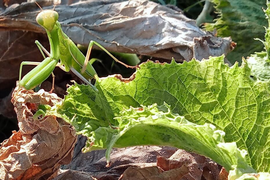 Mantiss verde saludando