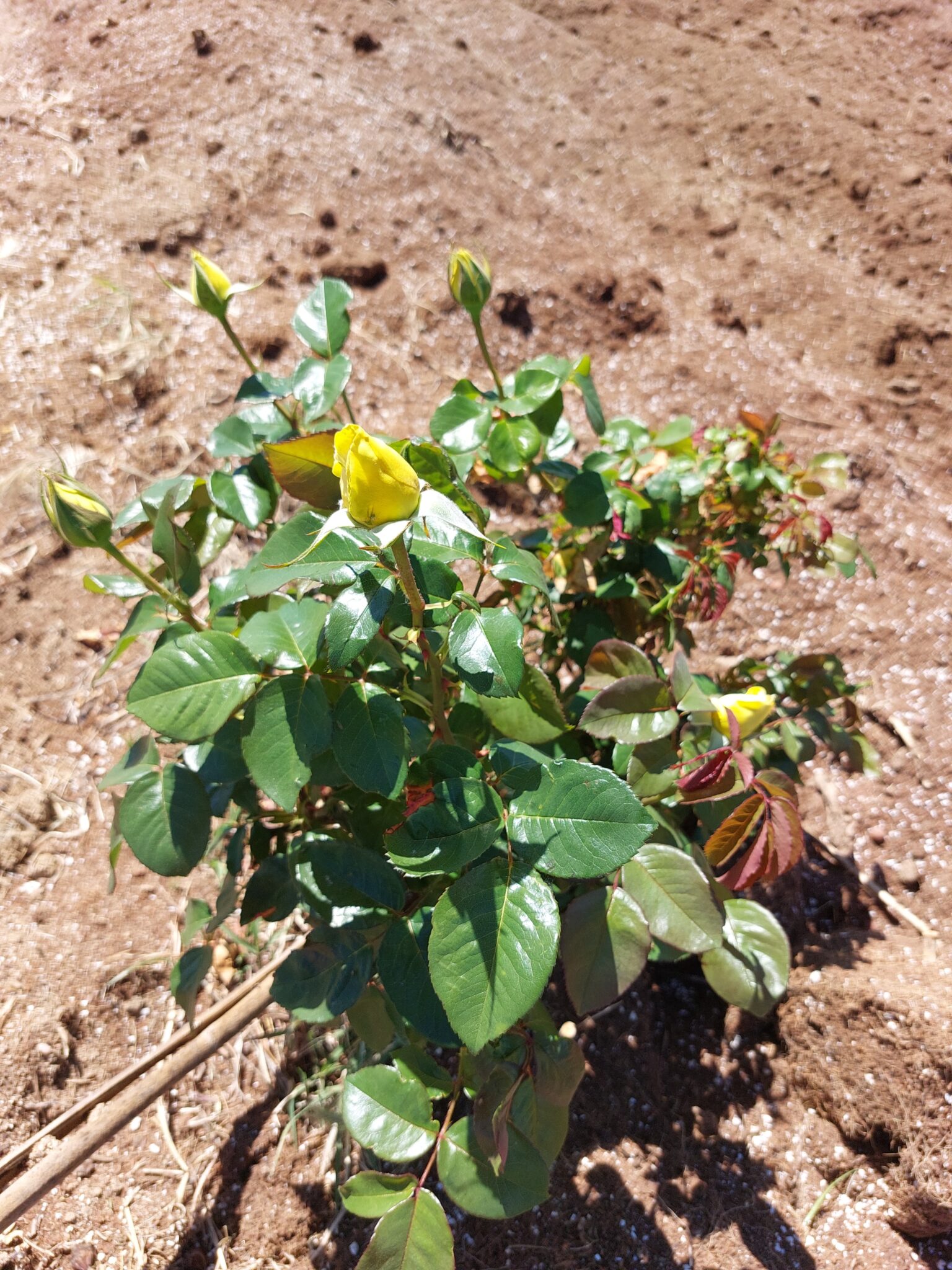 Lasflores de la huerta