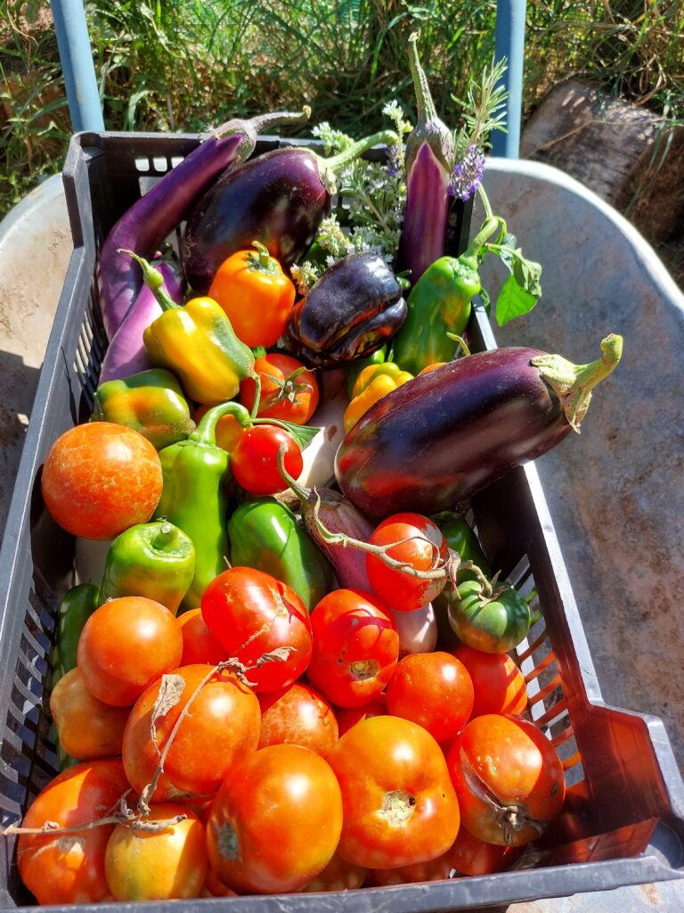 Tomates ecológicos en Madrid