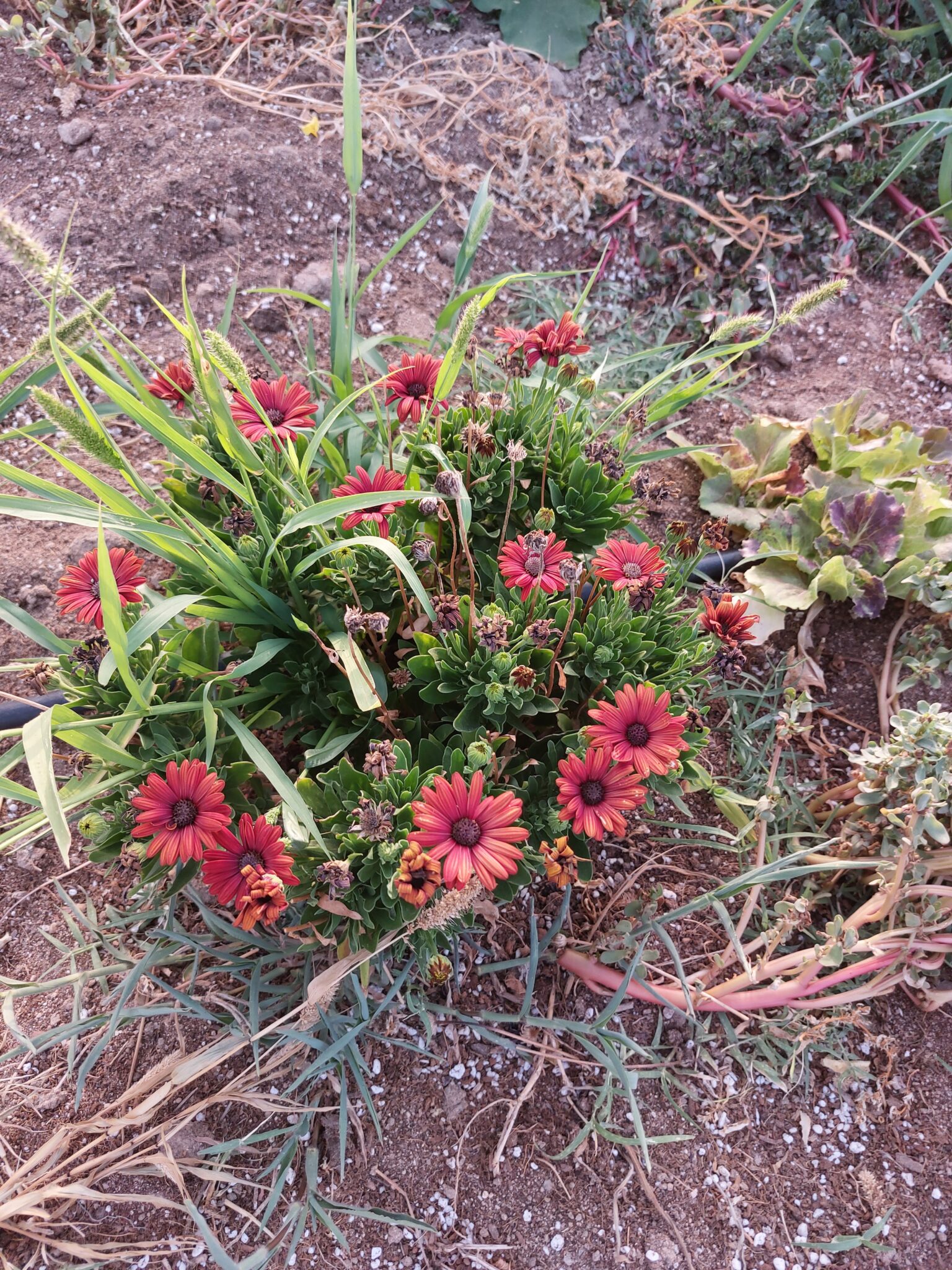 dimorphotecas Aliados en la huerta ecológica