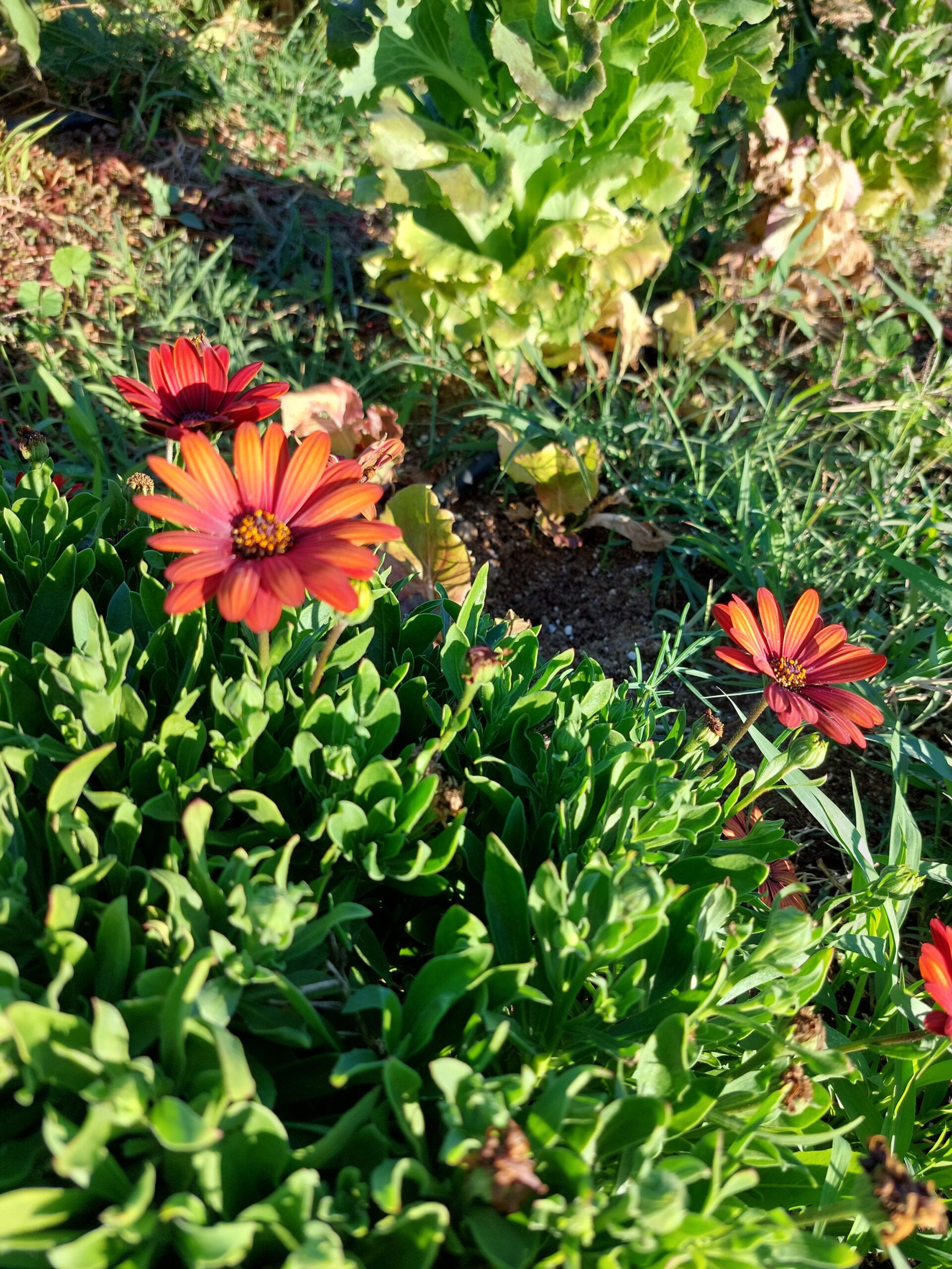 Dimporphoteca las flores de la huerta Aliados en la huerta