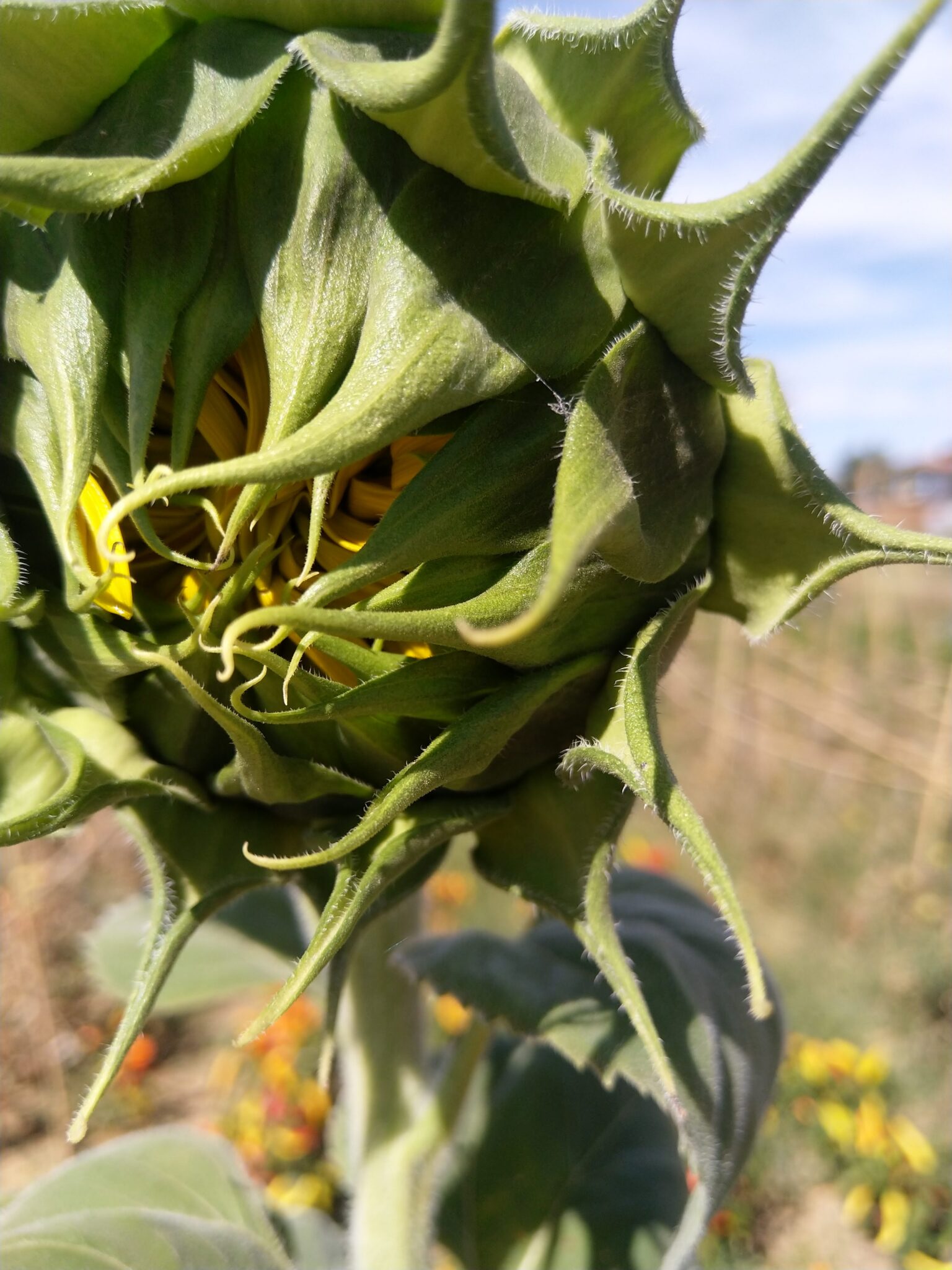 Girasol en la hueta ecológica