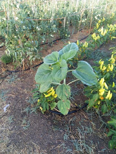 Girasoles en los cultivos ecológicos