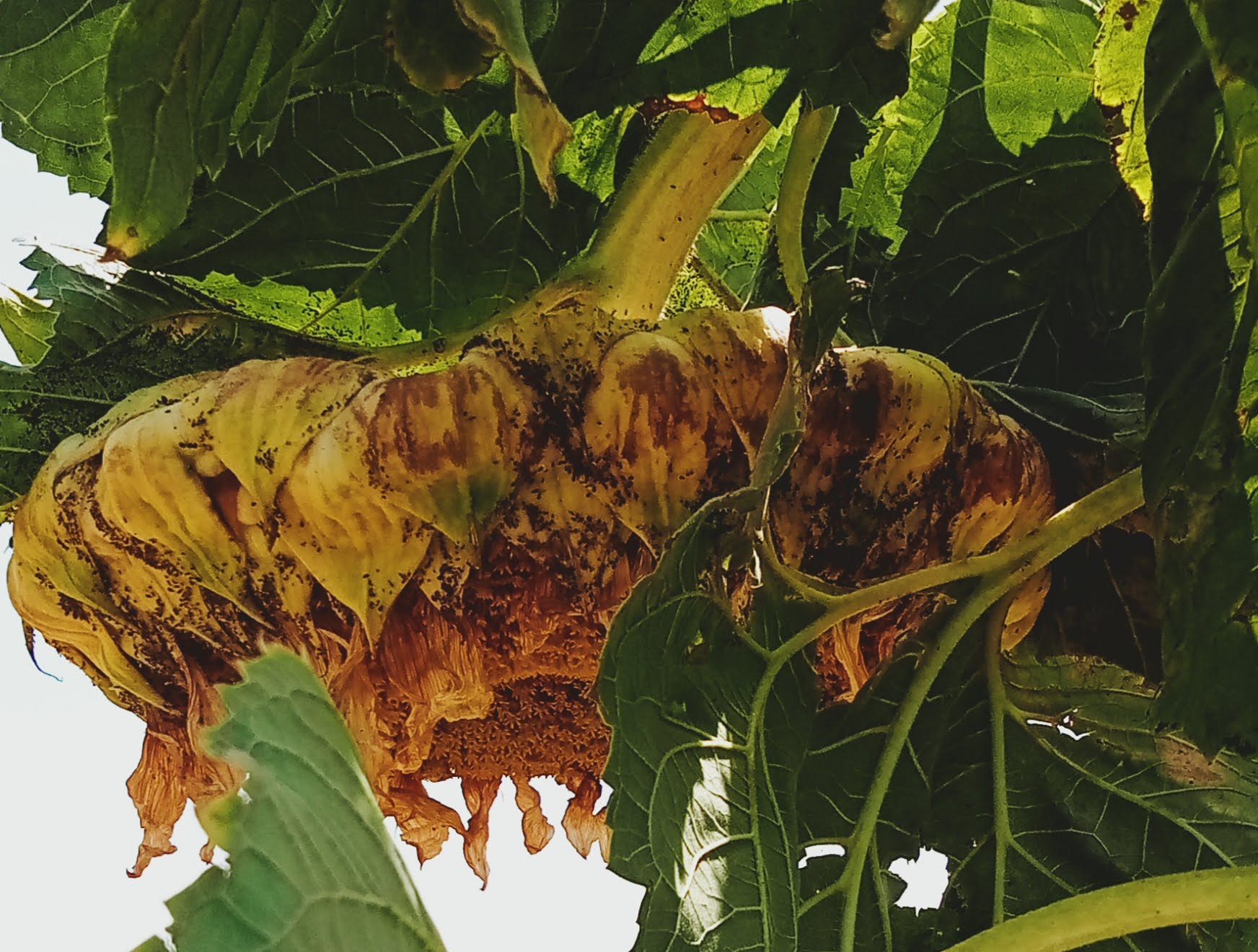 Aliados biológicos en la huerta ecológica girasol lleno de pulgón