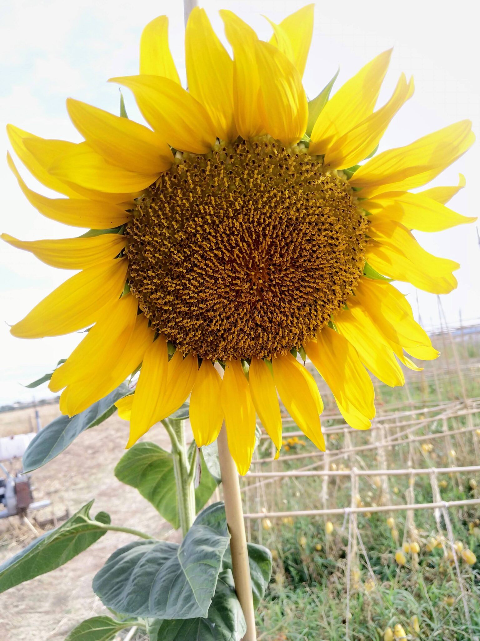 Girasol en la huerta ecológica