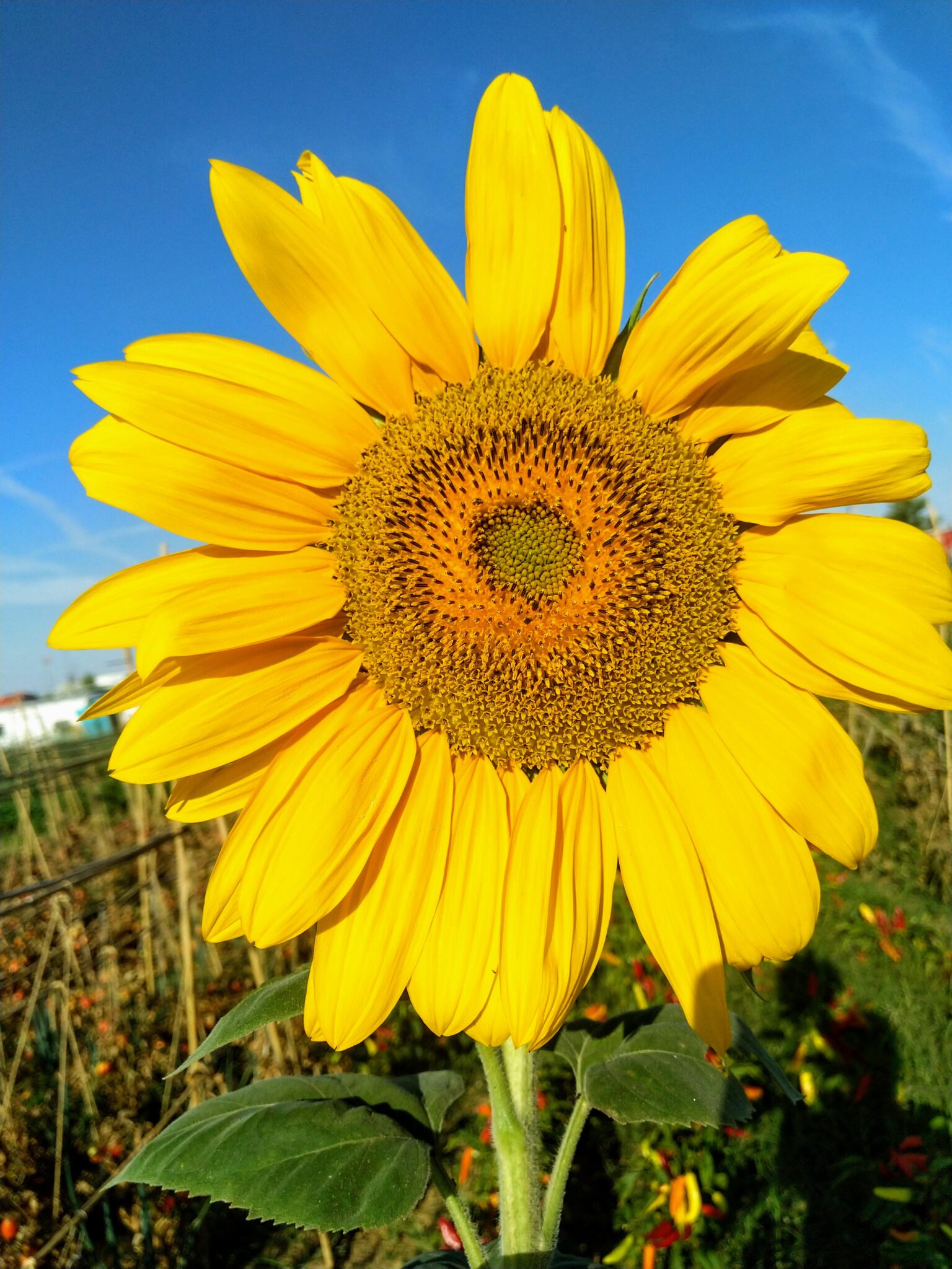 Girasol en la huerta agroecológica