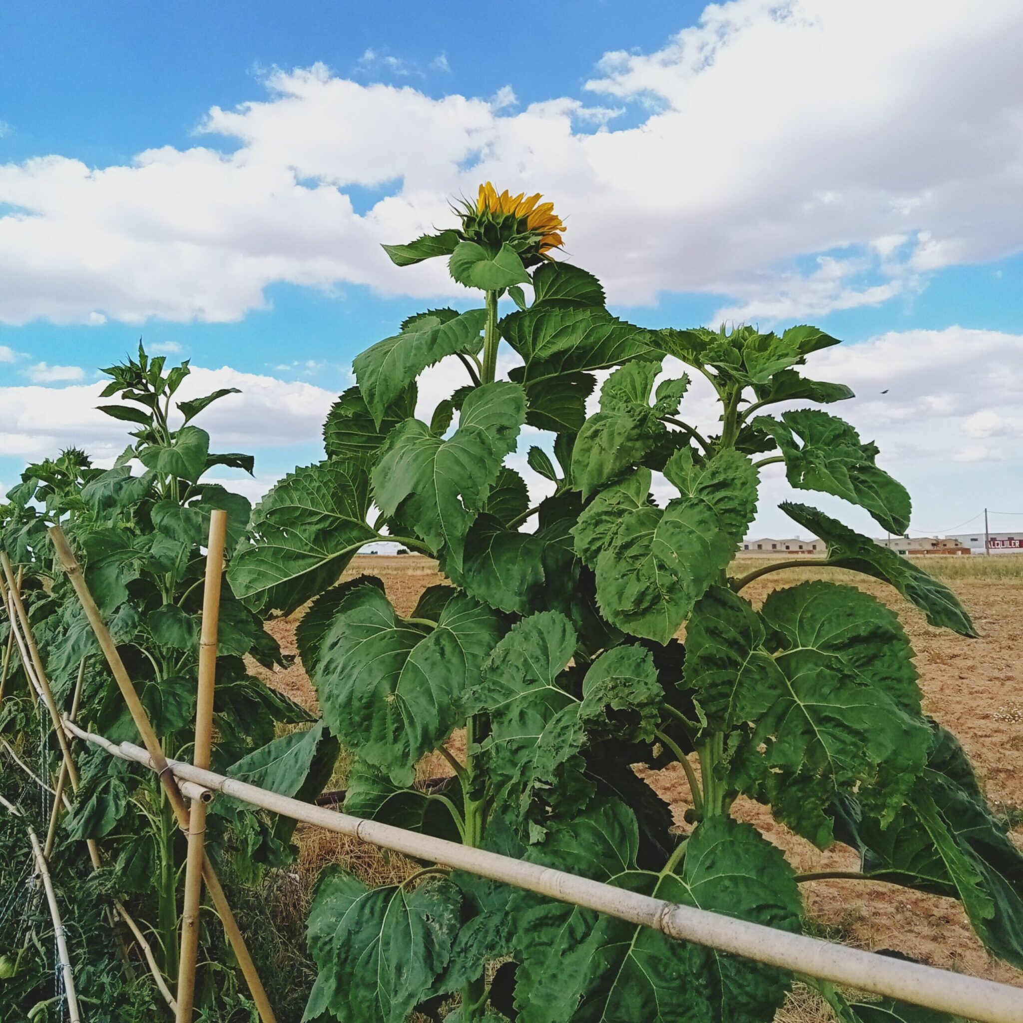 Girasoles en el cultivo ecológico