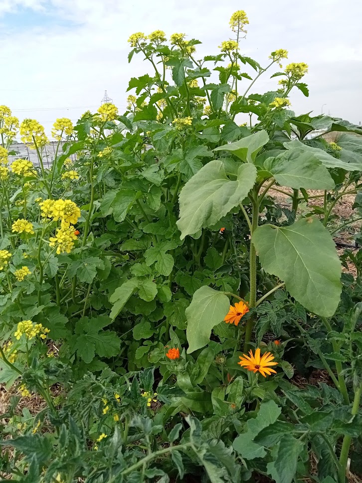 isla de contención en la huerta