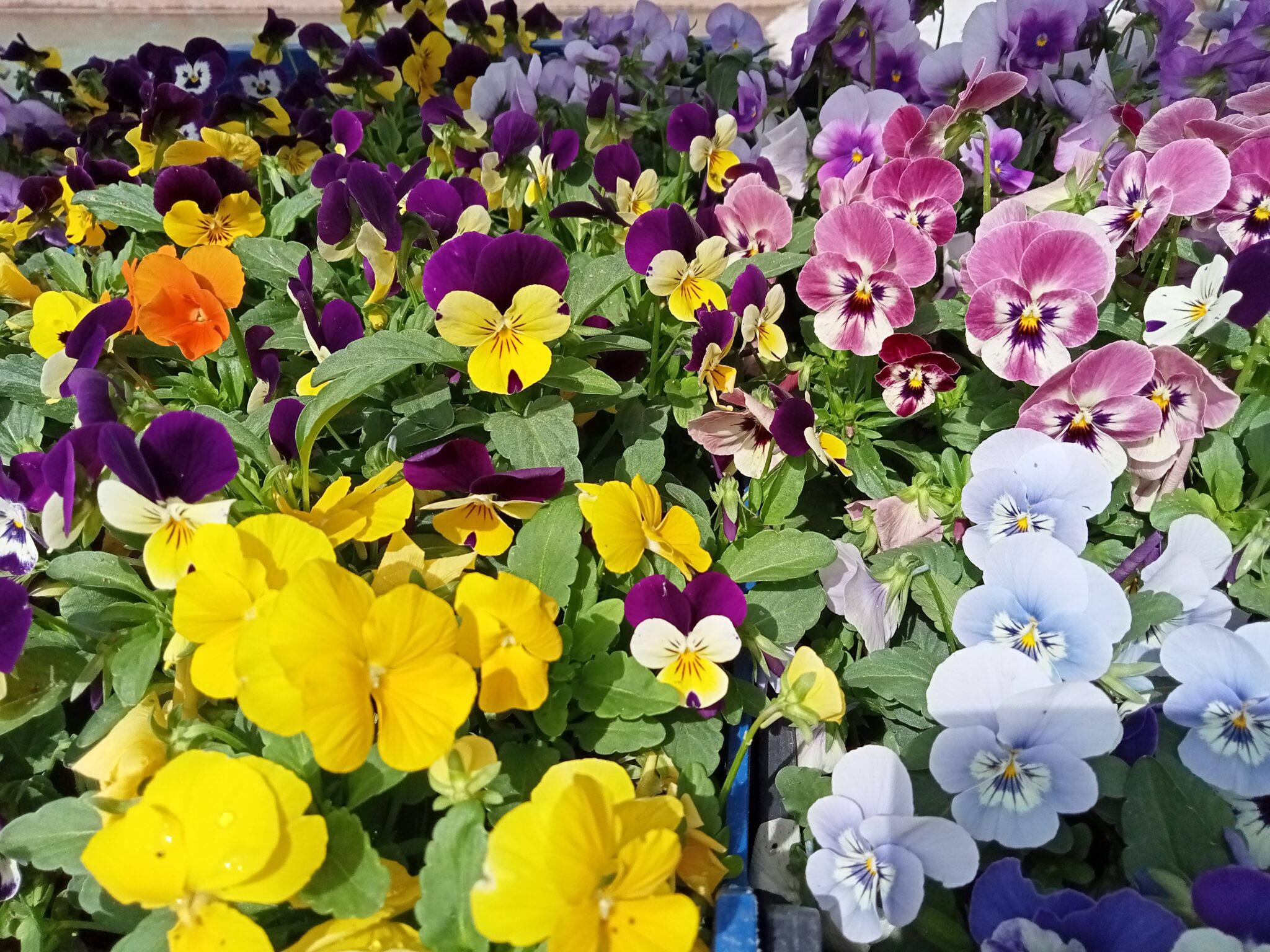 Las flores de la huerta Aliados en la huerta ecológica