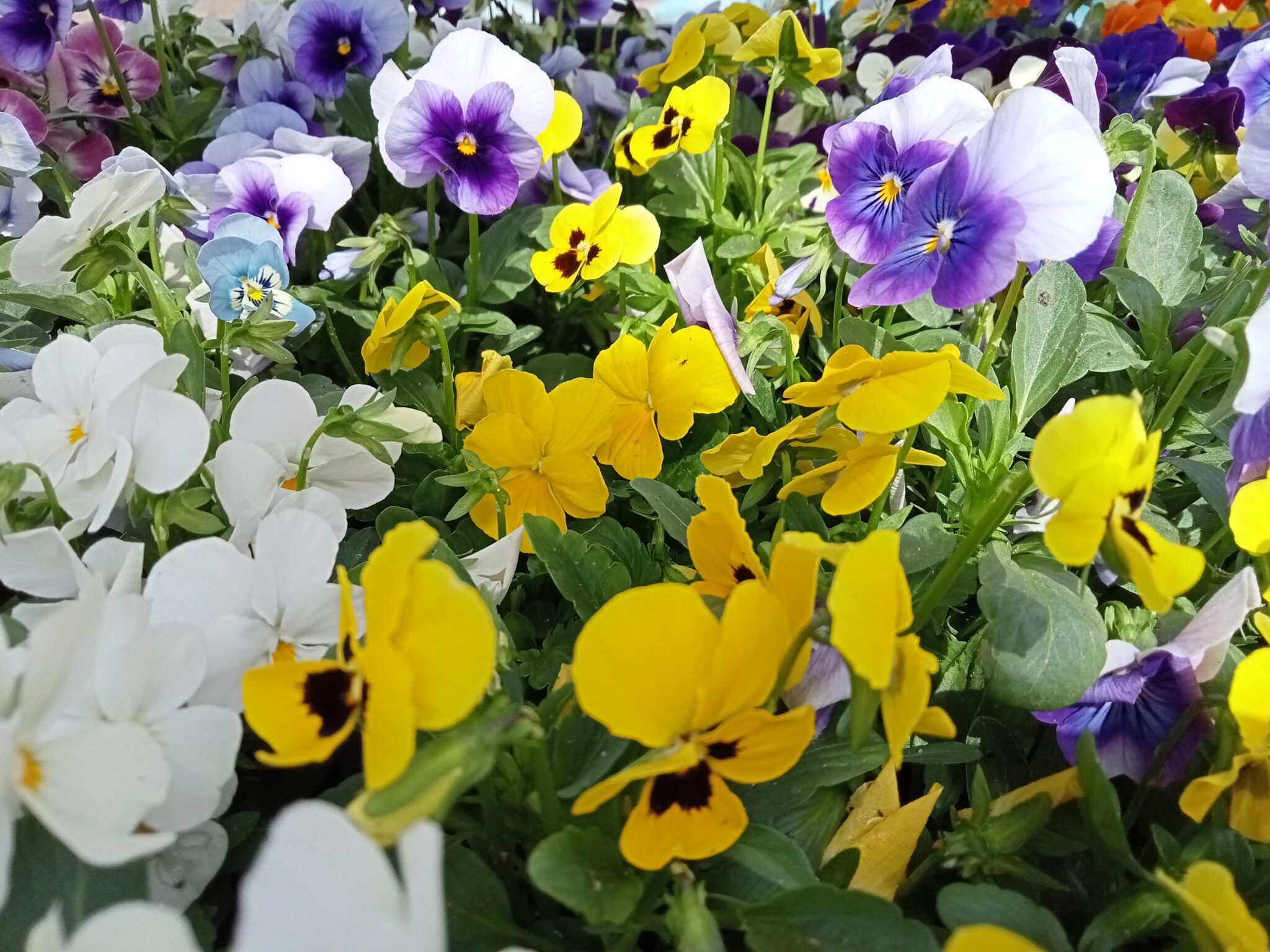 las flores de la huerta amarilla y blanco Aliados biológicos