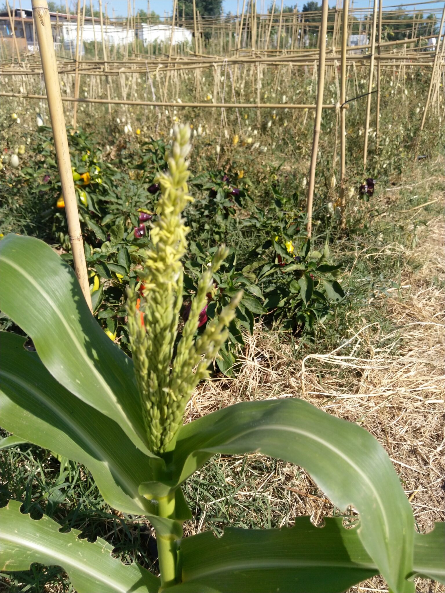 maiz en la huerta aliado biológico