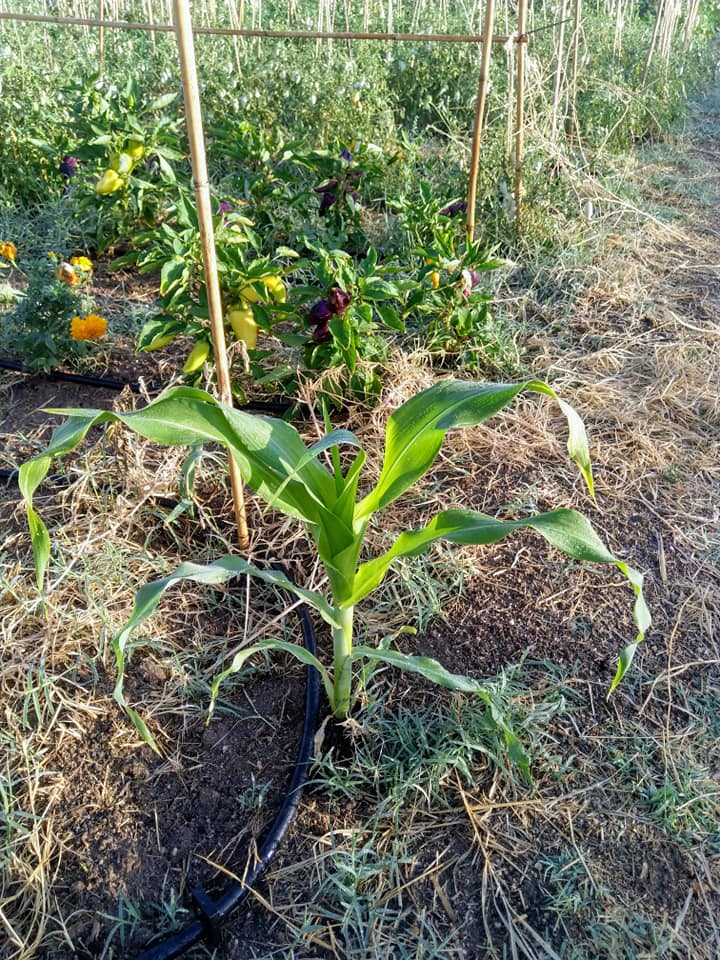 aliados biológicos en la huerta ecológica