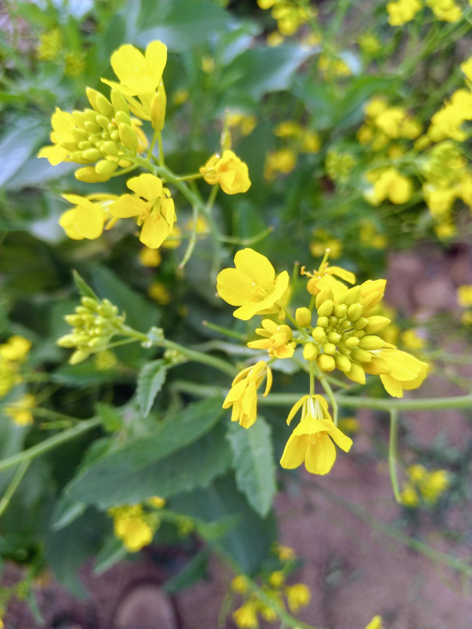 Mostaza aliados biológicos en la huerta ecológica