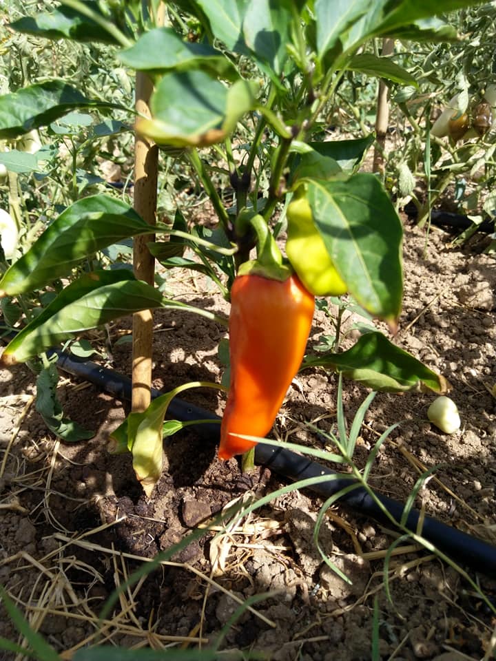 Pimientos ecológicos en Madrid