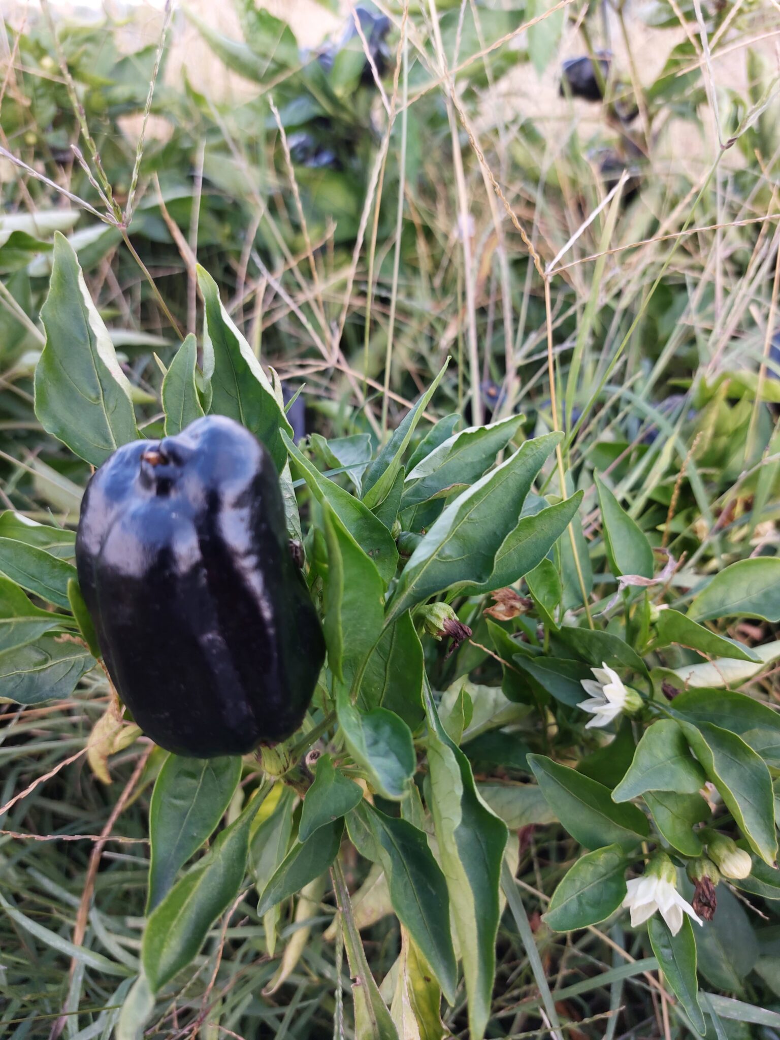 Pimientos huerta ecológica en Madrid pimiento negro ecológico