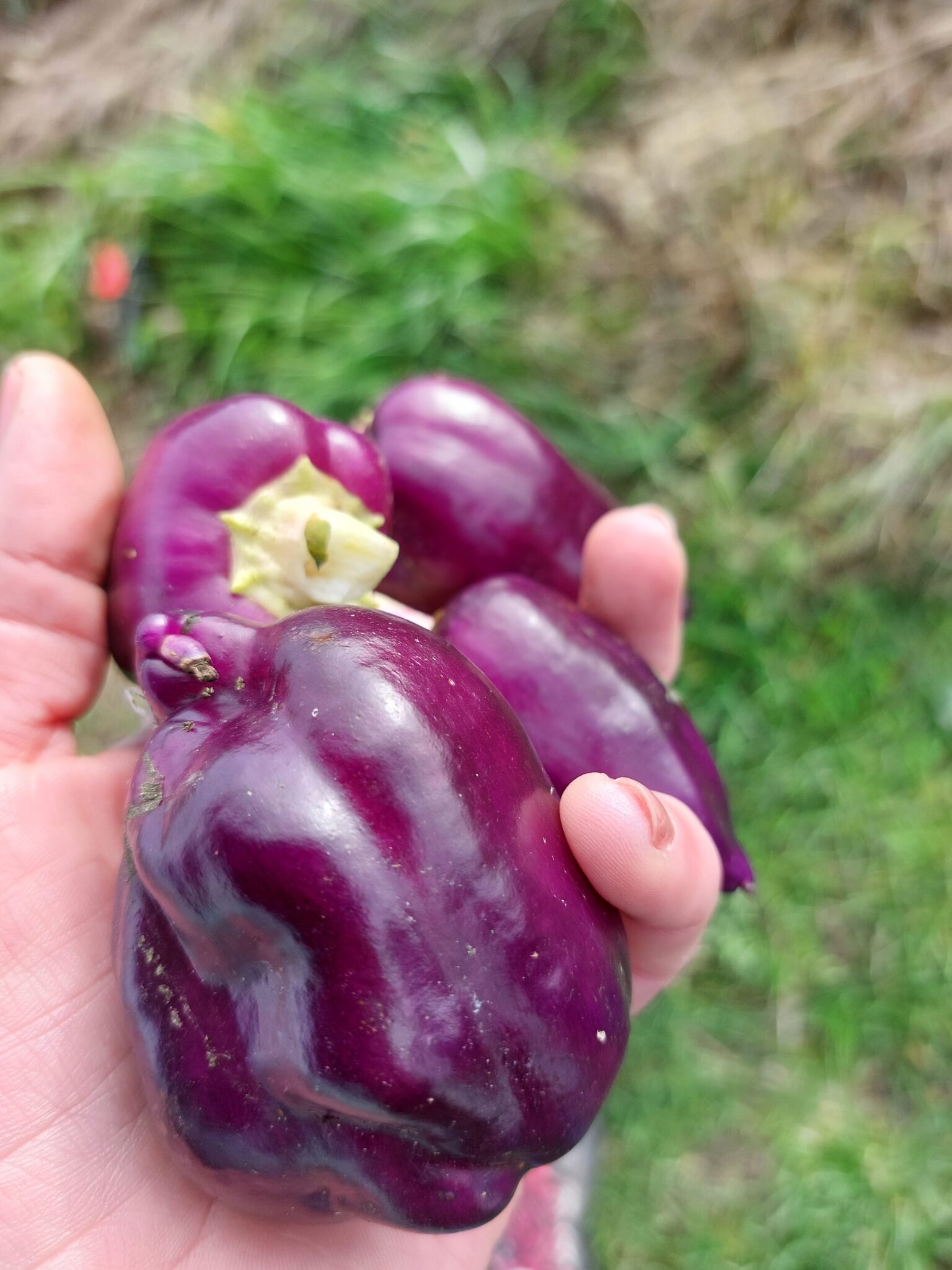 Pimientos ecológicos en Madrid