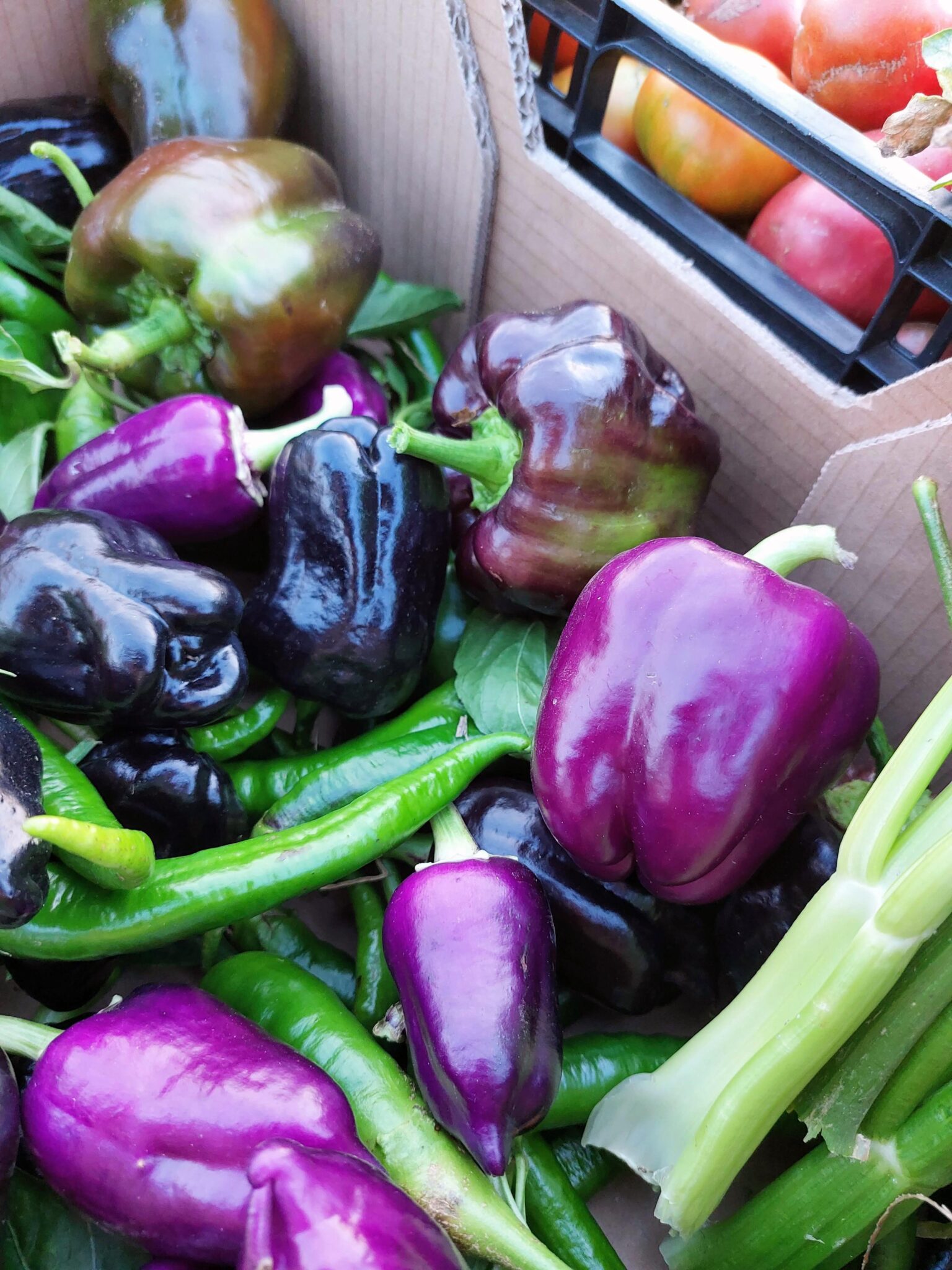 Pimiento negro y morado Pimientos ecolçogicos