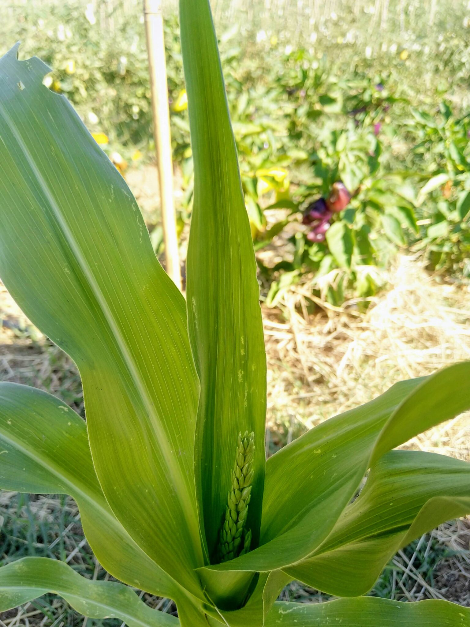 Maiz aliado biológico en la huerta