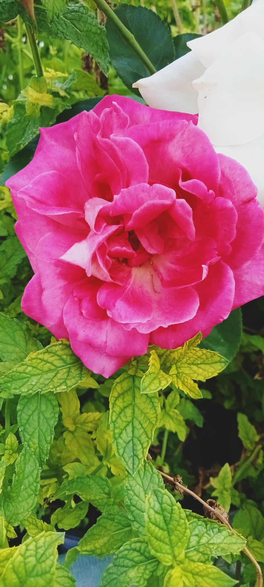 Las flores de la huerta aliados biológicos