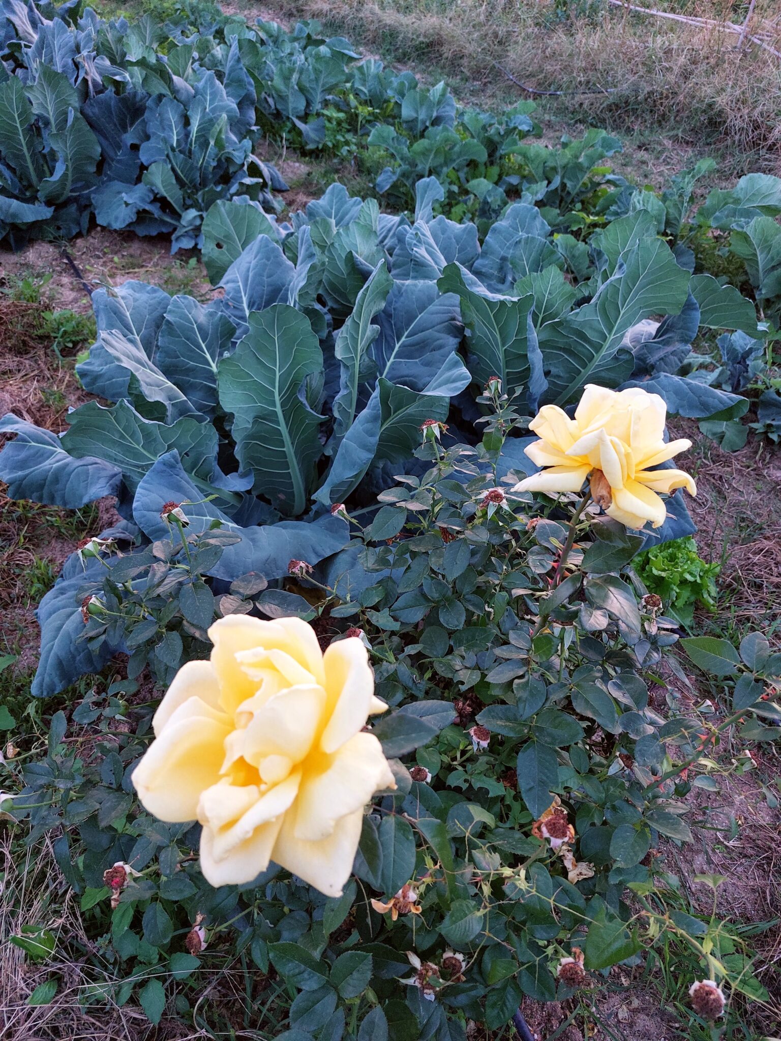 Aliados biológicos enla huerta