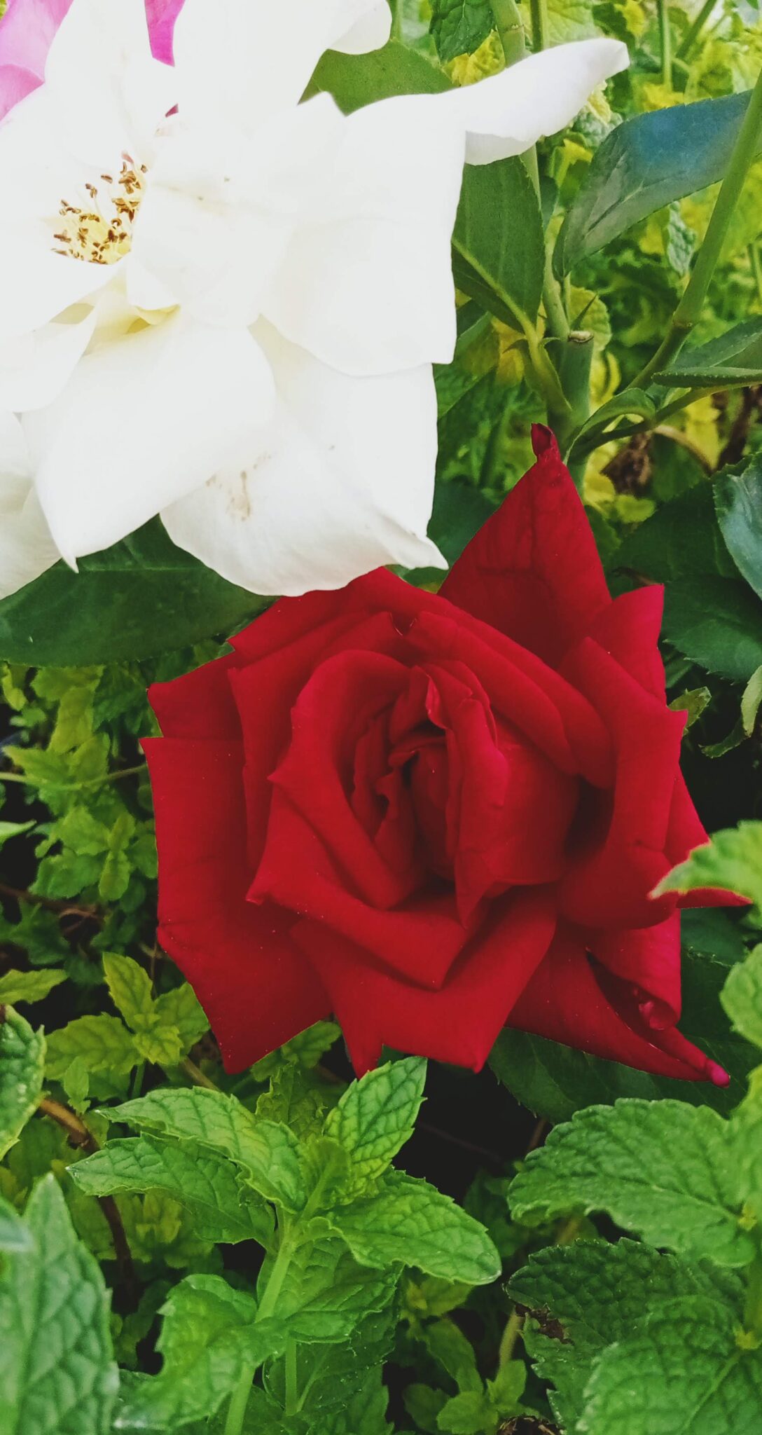 Rosal rojo en la huerta ecológica