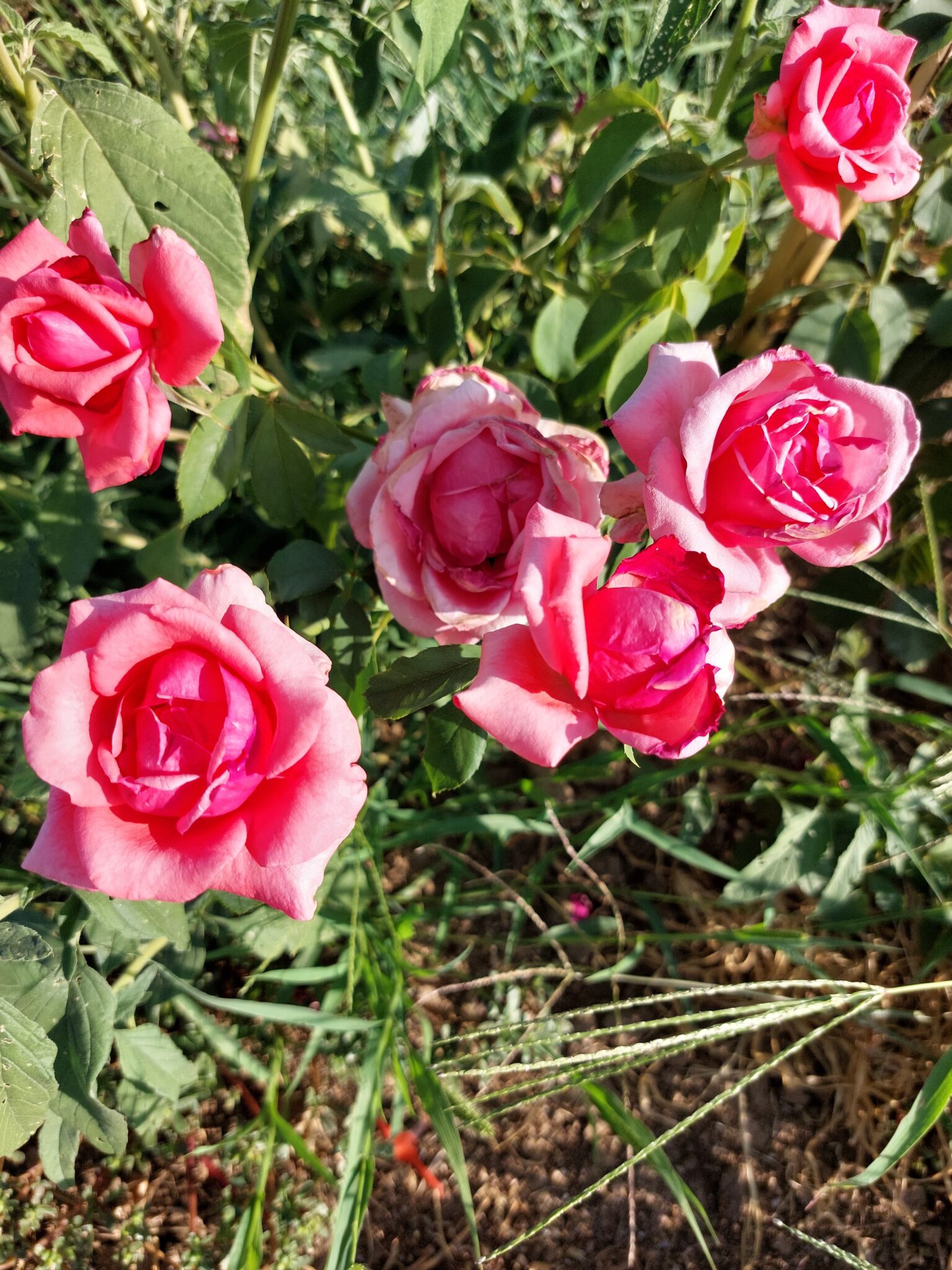 las flores de la huerta