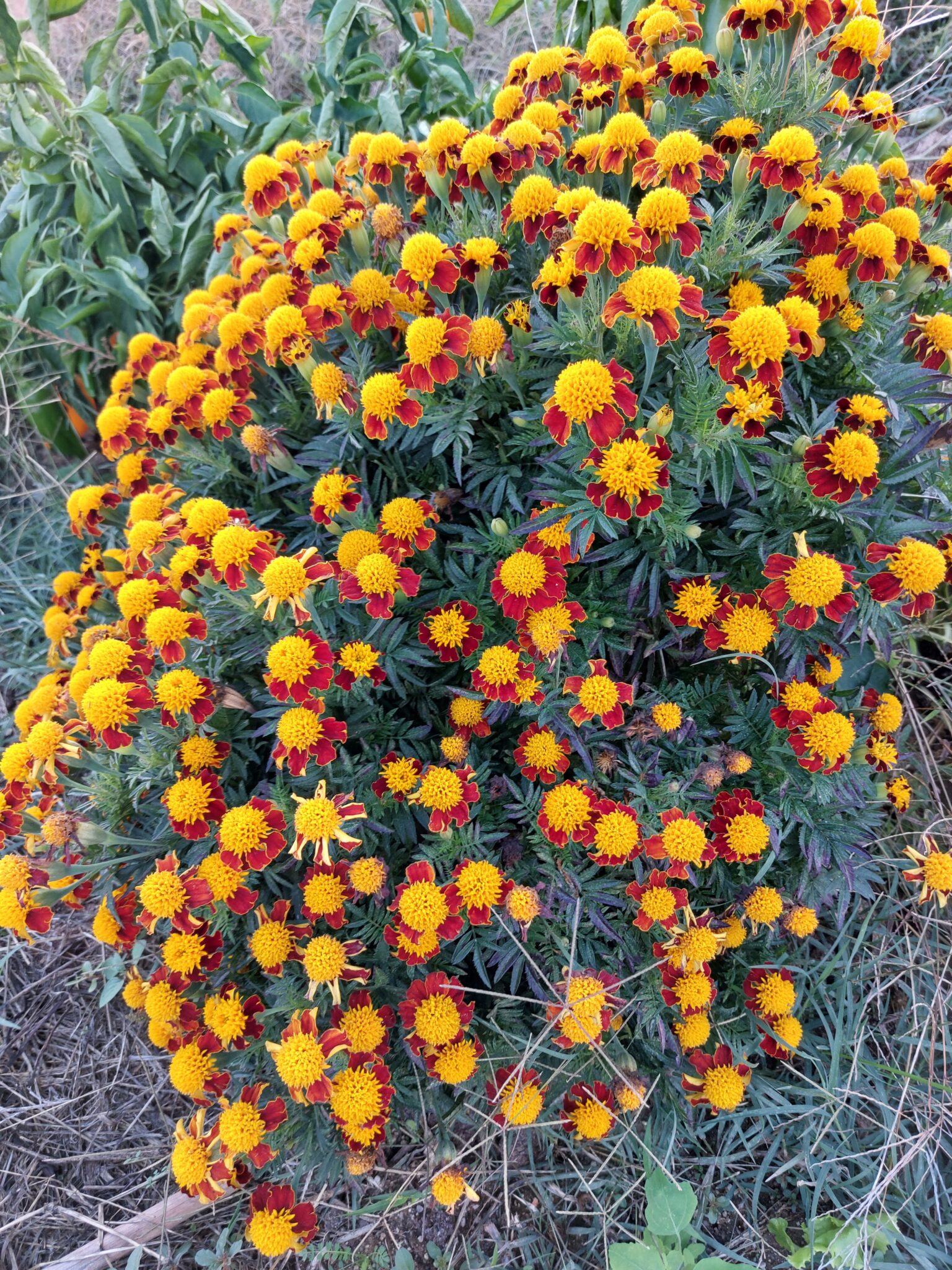 Tajetes en la huerta