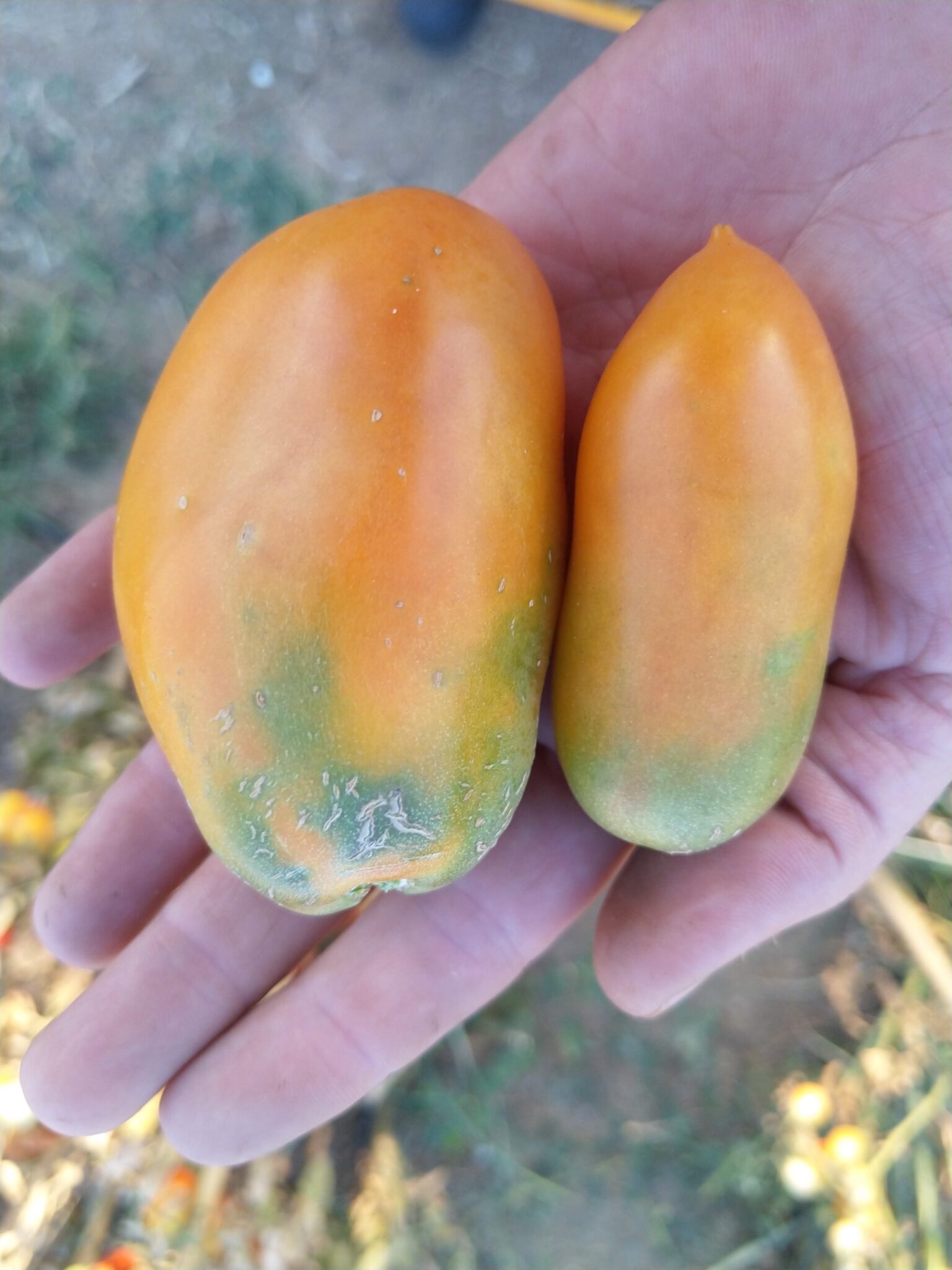 Tomates ecológicos en Madrid